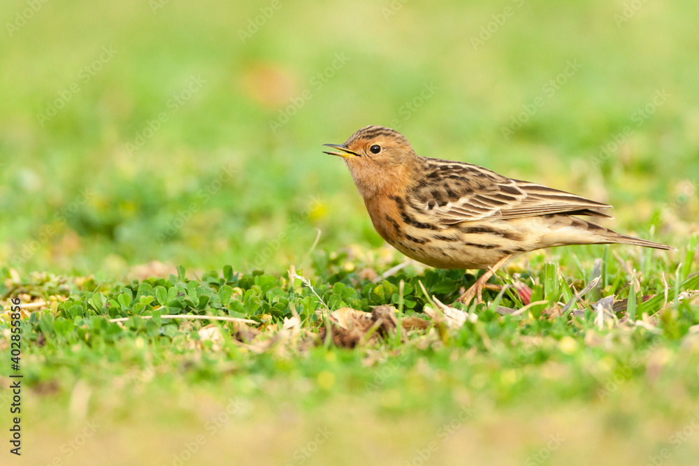 Roodkeelpieper, Red-throated Pipit, Anthus cervinus Roodkeelpieper, Red-throated Pipit, Anthus cervinus