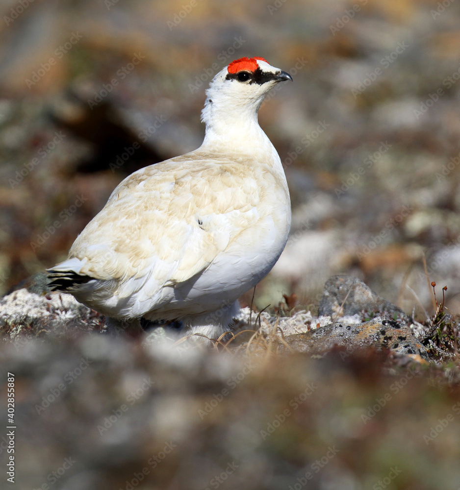 Alaskan Rock Ptarmigan, Lagopus muta kelloggae Alaskan Rock Ptarmigan, Lagopus muta kelloggae