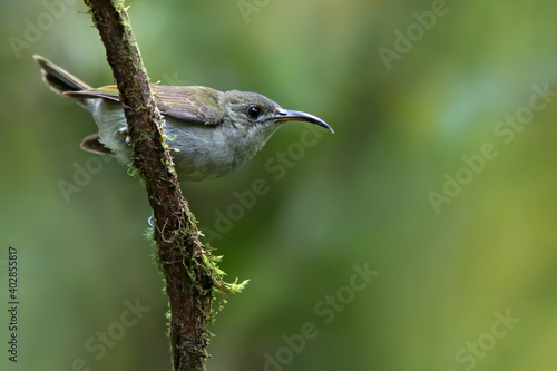 Olive Sunbird, Cyanomitra olivacea photo