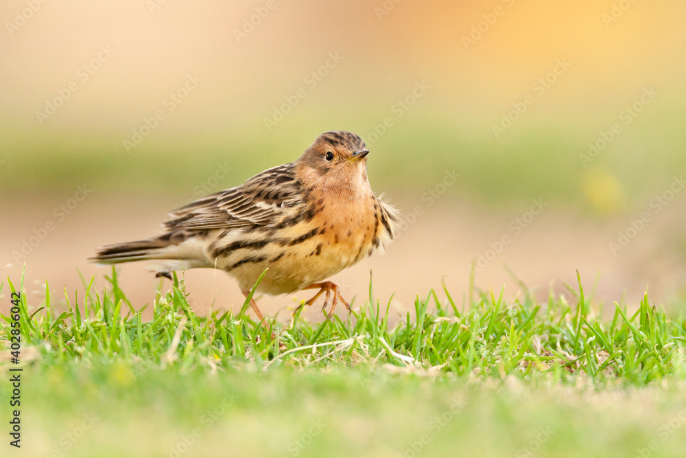 Fototapeta premium Roodkeelpieper, Red-throated Pipit, Anthus cervinus