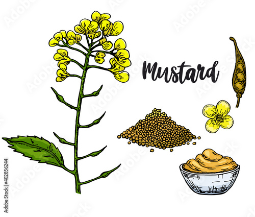 Mustard sauce in bowl color vector drawing. Hand drawn food ingredient. Botanical flower branch and seed pile, seasoning in a bottle. Natural spice and flavor. For template label, packing design