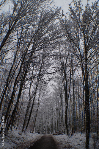 Winterwald