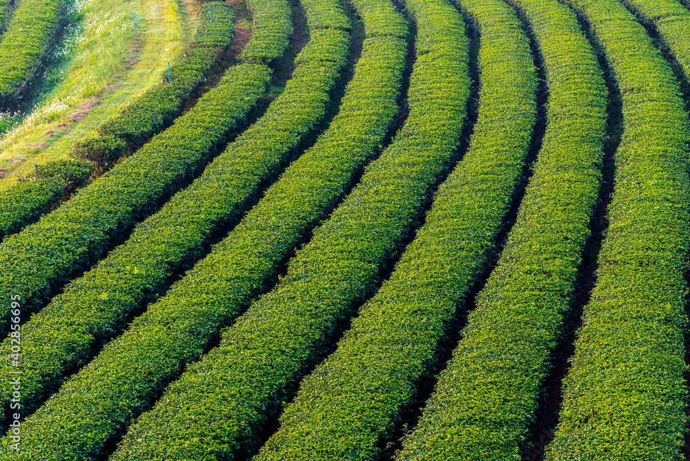 Lush tea fields of highland tea plantation in morning light.