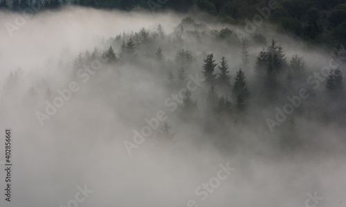 Fog above pine forests. Misty morning view in wet mountain area.
