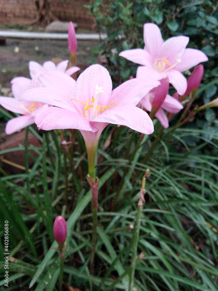 pink and white flower pink and white flower