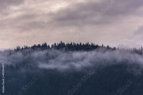 Fog above pine forests. Misty morning view in wet mountain area.