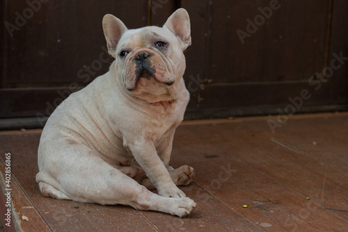 Fototapeta Naklejka Na Ścianę i Meble -  Old French Bulldog sitting on the wood floor.