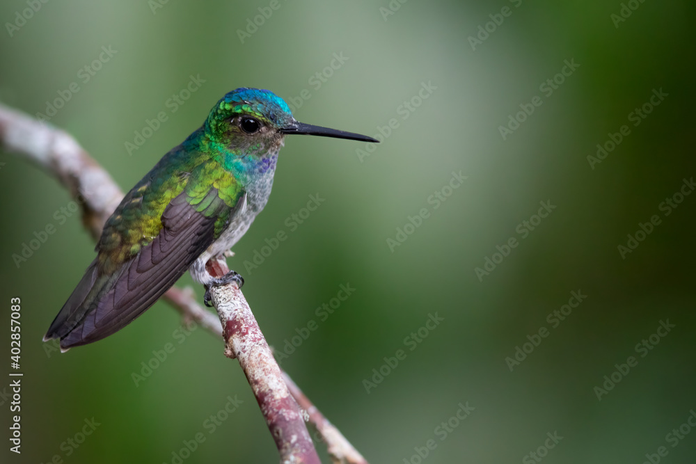 Fototapeta premium Charming Hummingbird, Polyerata decora