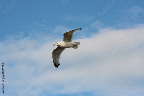 A view of a Seagull in Flight