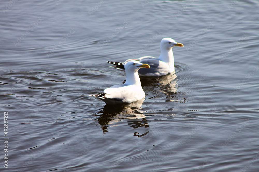 A view of a Seagull A view of a Seagull