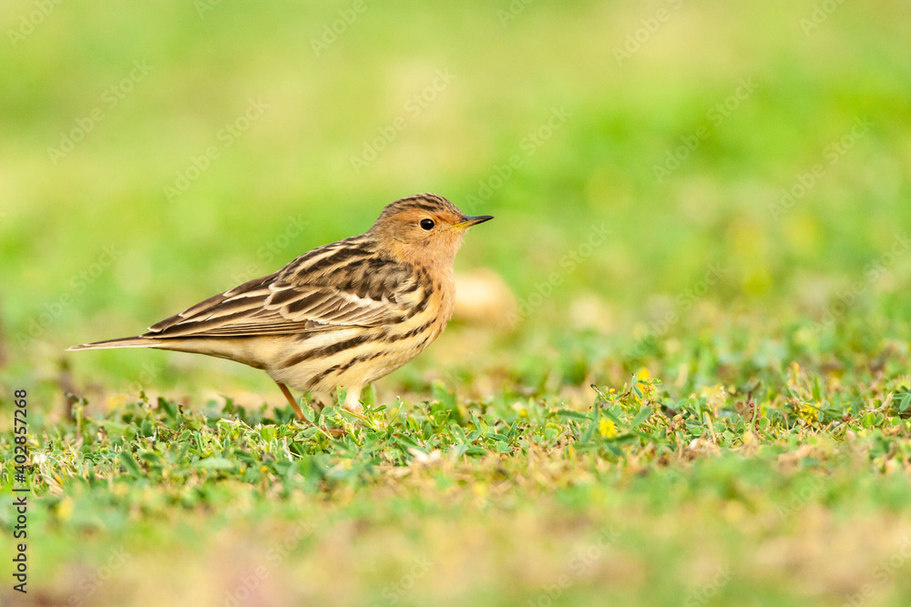 Roodkeelpieper, Red-throated Pipit, Anthus cervinus Roodkeelpieper, Red-throated Pipit, Anthus cervinus