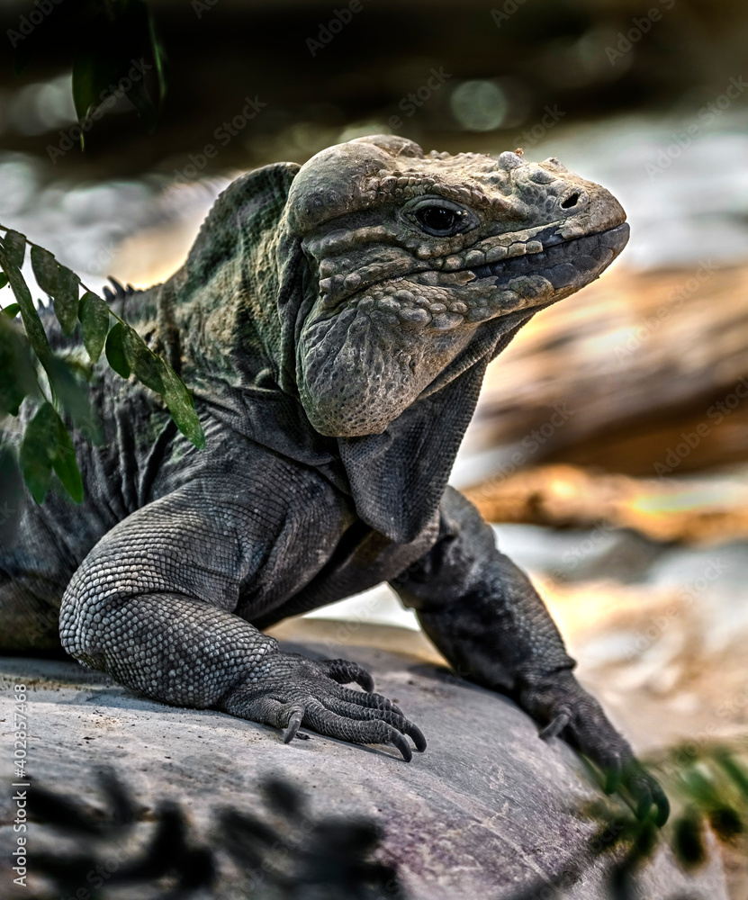 Obraz premium Corned iguana also known as Rhinoceros Iguana. Latin name - Cyclura cornuta