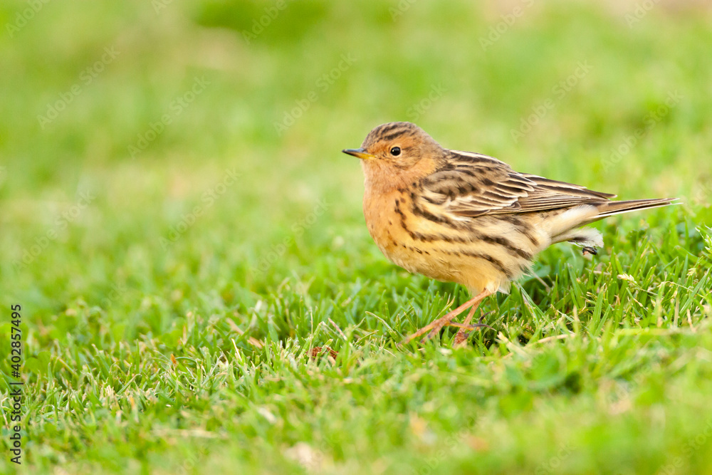 Roodkeelpieper, Red-throated Pipit, Anthus cervinus Roodkeelpieper, Red-throated Pipit, Anthus cervinus