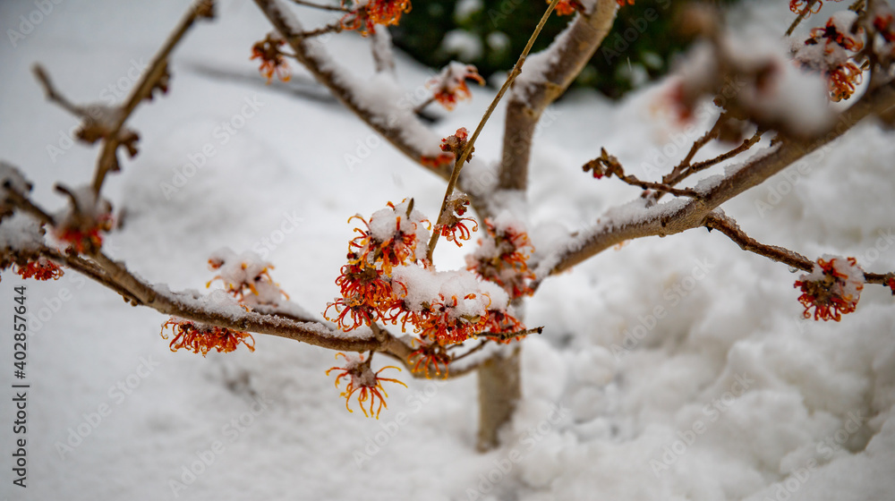 Winter-blooming witch hazel with orange flowers under the snow Winter-blooming witch hazel with orange flowers under the snow