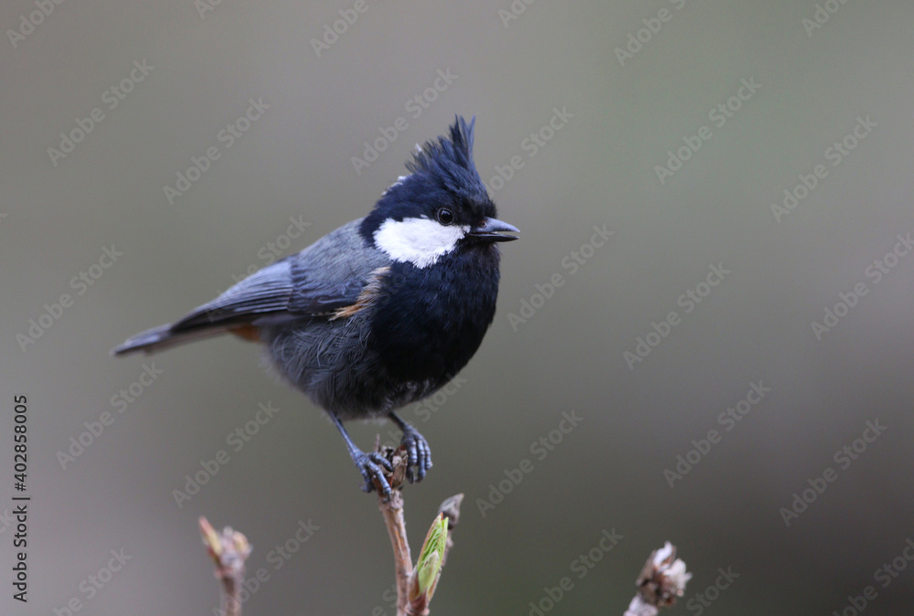 Fototapeta premium Rufous-naped Tit, Periparus rufonuchalis