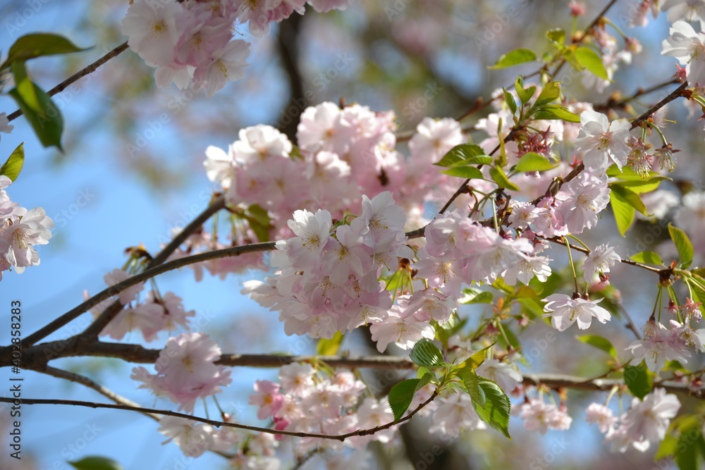 Fototapeta premium Kirschblüten