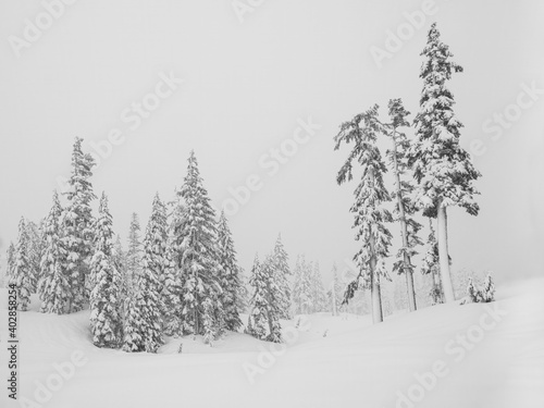 Outdoor Evergreen trees in winter snowstorm
