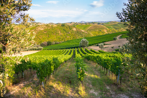 Panoramic view to vineyard on hills  winery and wine making