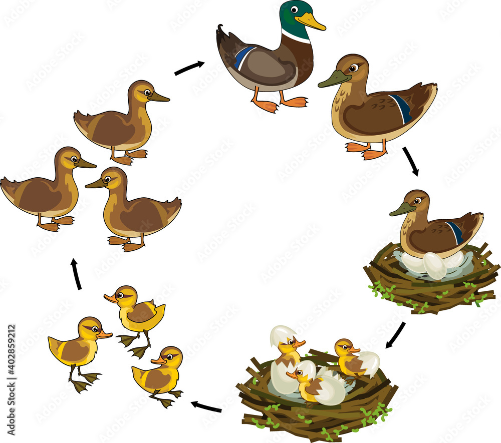 Obraz premium Life cycle of bird. Stages of development of wild duck (mallard) from egg to duckling and adult bird isolated on white background