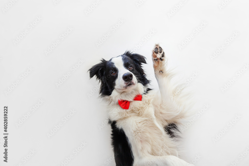 Funny studio portrait puppy dog border collie in bow tie as gentleman or groom isolated on white background. New lovely member of family little dog looking at camera. Funny pets animals life concept.