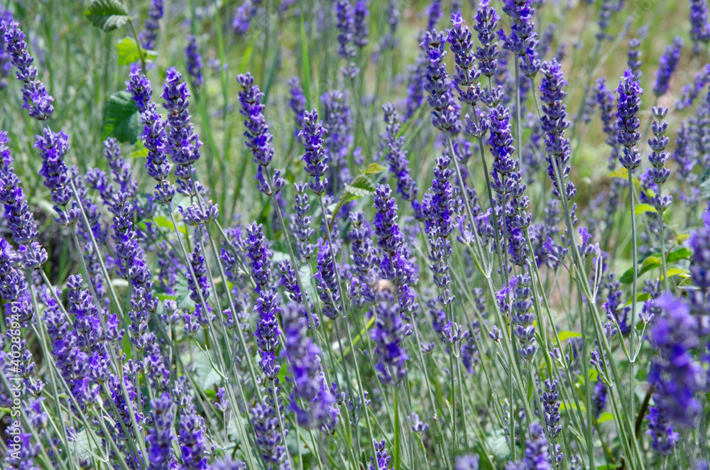 Obraz premium Close up of lavender flowers on lavender farm