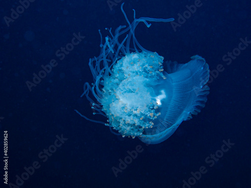 Jellyfish Suspended