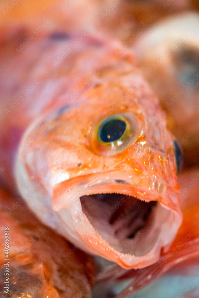 close up of a red fish, fish market, fresh fish, catch of the day