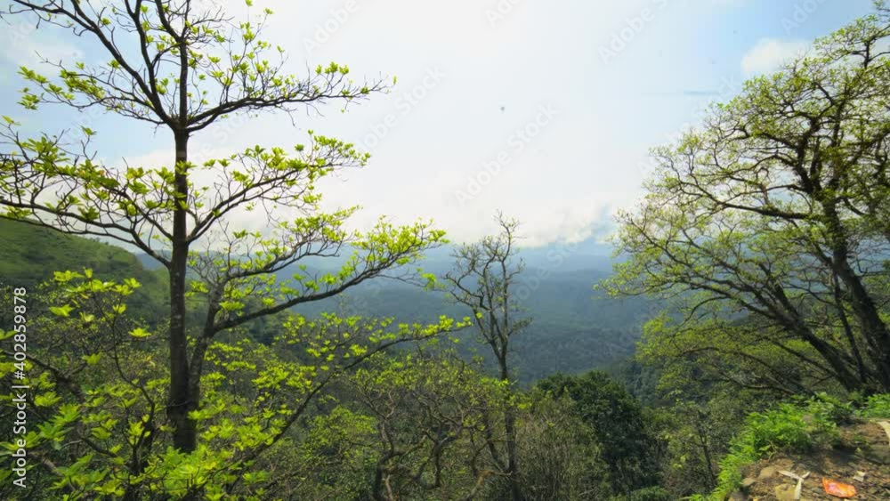 Two trees facing towards green jungle canopy in the tropical rain forest. Survival of the fittest, never give up, hope for the best Two trees facing towards green jungle canopy in the tropical rain forest. Survival of the fittest, never give up, hope for the best