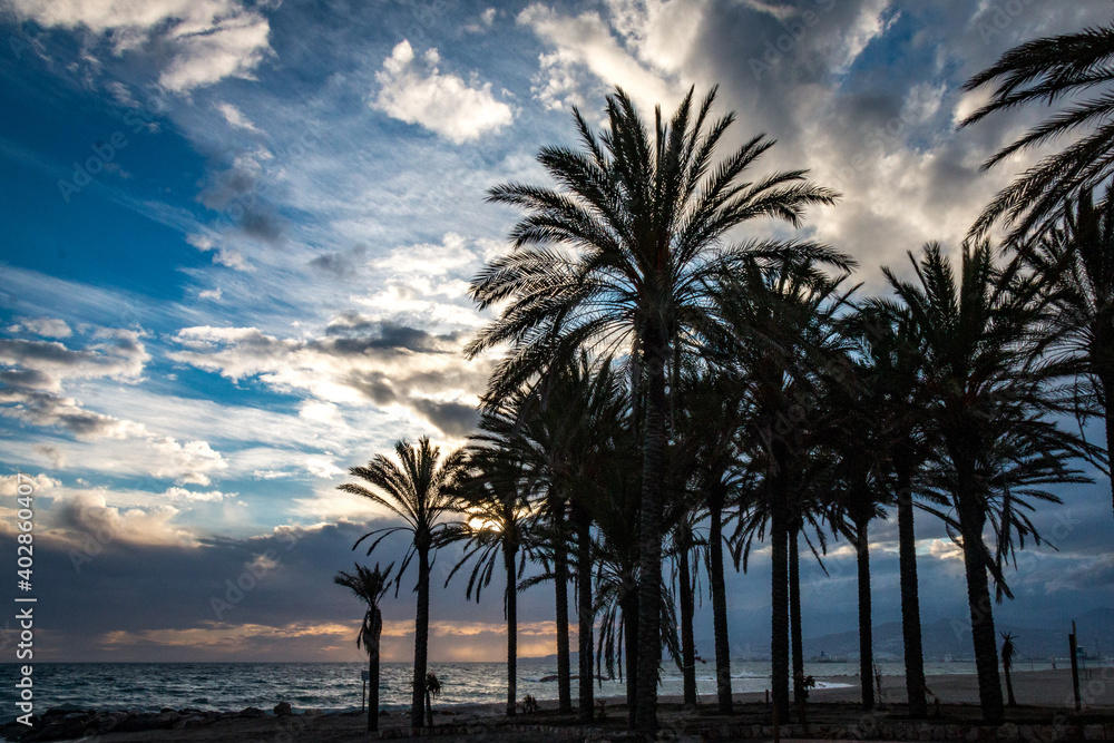 Obraz premium palm trees at sunset