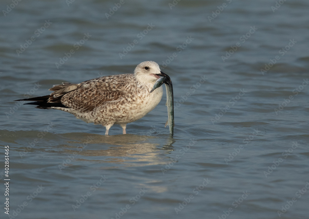 Juvenile Lesser Black-backed Gull holding a fish at Busaiteen coast, Bahrain Juvenile Lesser Black-backed Gull holding a fish at Busaiteen coast, Bahrain