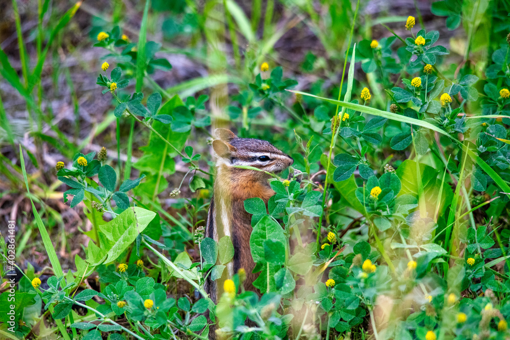 Squirrel in the National Park in summer season Squirrel in the National Park in summer season