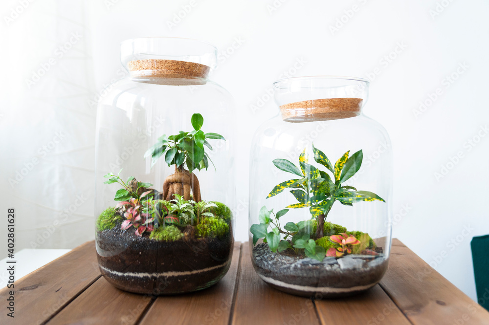 Small decoration plants in a glass bottle, garden terrarium bottle,  forest in a jar. Terrarium jar with piece of forest with self ecosystem. Save the earth concept. Bonsai, set of terrariums, jars