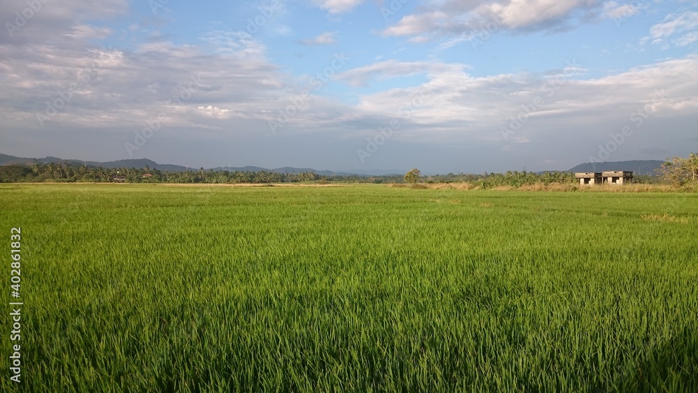 Fototapeta premium Scenic view of green Paddy field in Kerala