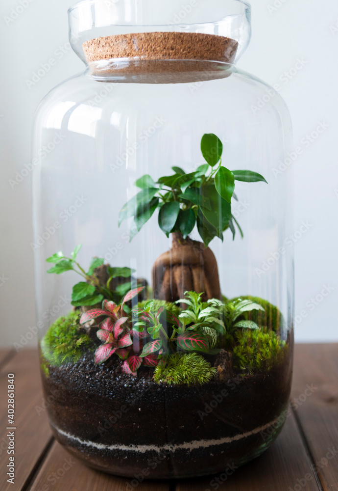 Small decoration plants in a glass bottle, garden terrarium bottle, forest in a jar. Terrarium jar with piece of forest with self ecosystem. Save the earth concept. Bonsai, set of terrariums, jars Small decoration plants in a glass bottle, garden terrarium bottle, forest in a jar. Terrarium jar with piece of forest with self ecosystem. Save the earth concept. Bonsai, set of terrariums, jars