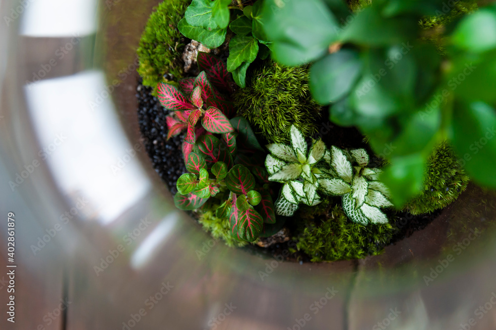Small decoration plants in a glass bottle, garden terrarium bottle, forest in a jar. Terrarium jar with piece of forest with self ecosystem. Save the earth concept. Bonsai, set of terrariums, jars