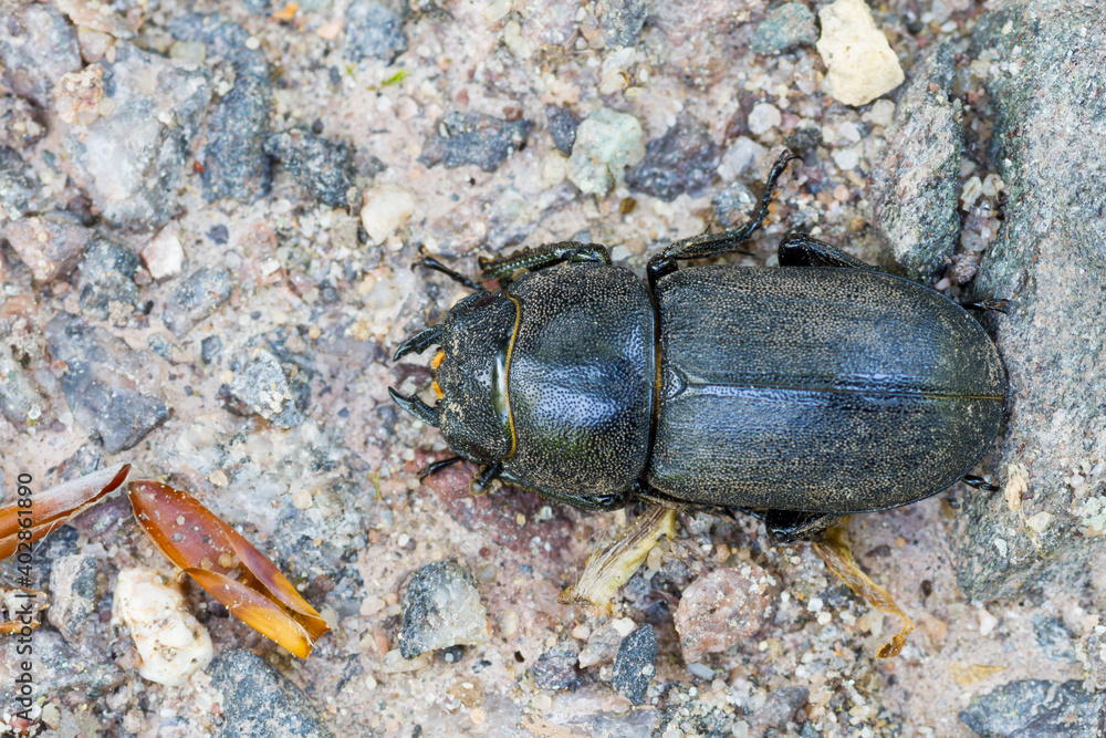 Marco image of an insect Marco image of an insect