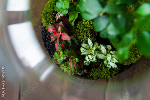 Small decoration plants in a glass bottle, garden terrarium bottle,  forest in a jar. Terrarium jar with piece of forest with self ecosystem. Save the earth concept. Bonsai, set of terrariums, jars