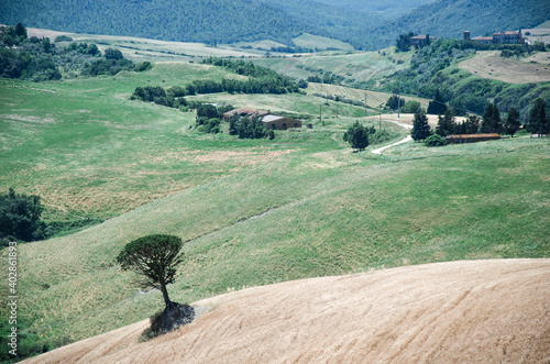 Single tree on a field and hills in the Tuscany region
