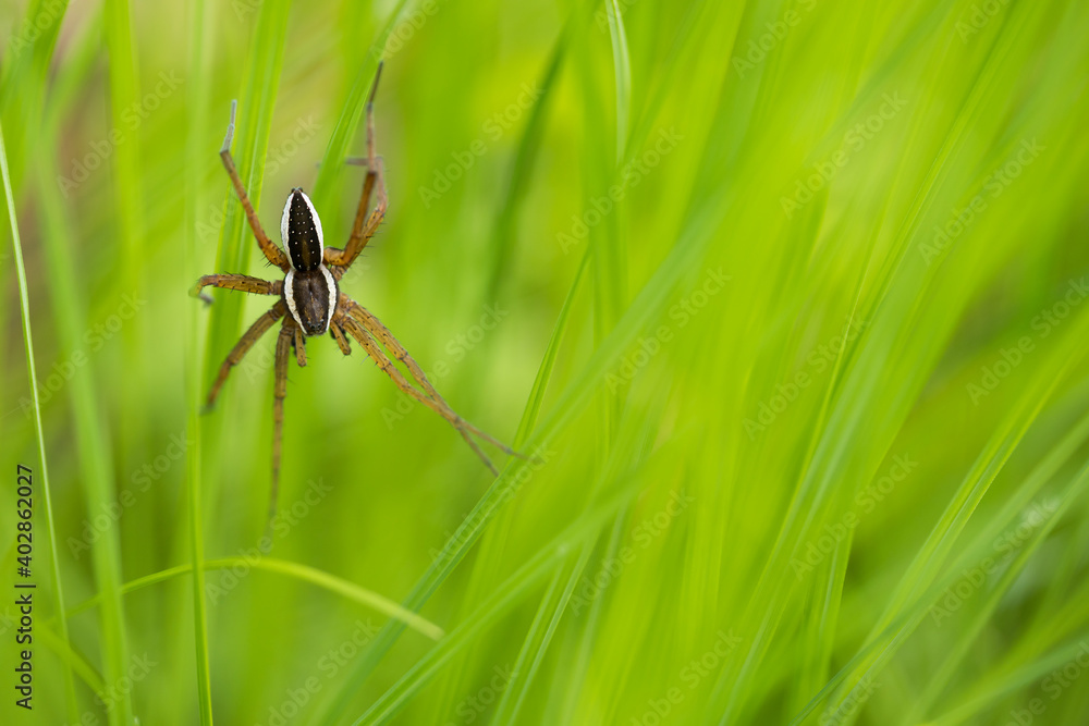 Marco image of an insect