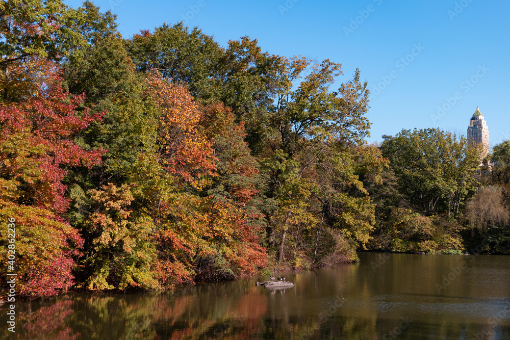 Central Park with Colorful Trees during Autumn along the Lake in New York City Central Park with Colorful Trees during Autumn along the Lake in New York City