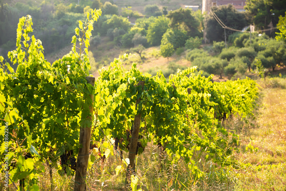 Panoramic view to vineyard on hills, winery and wine making