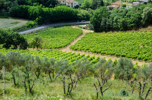 Grape and olive fields. Agriculture in Italy, Tuscany.