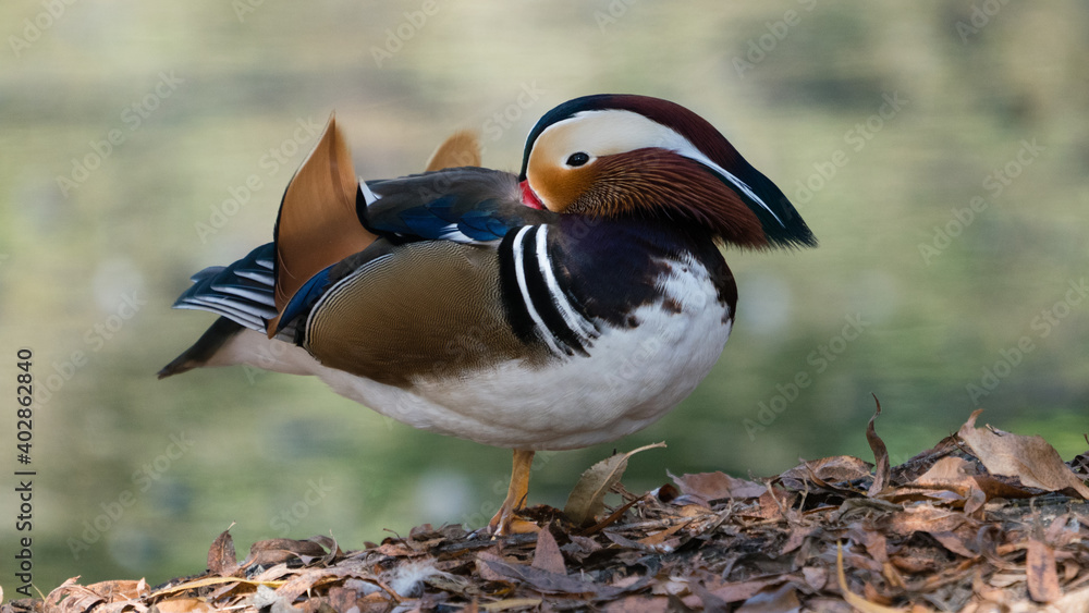 Mandarin duck grooming feathers while perched on land. Mandarin duck grooming feathers while perched on land.