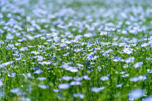 Blue flowers of flax in a field against beautiful blurred green and blue background, in summer, close up, shallow depth of field and full framed shot