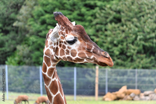 Giraffe close up