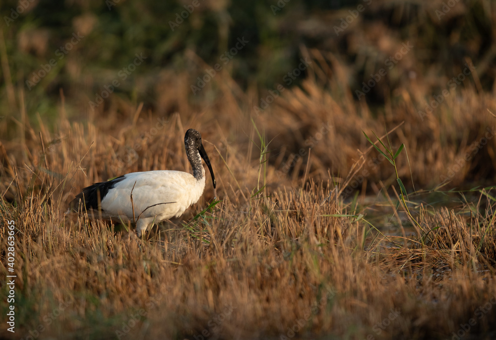 African Sacred Ibis at Asker marsh, Bahrain African Sacred Ibis at Asker marsh, Bahrain