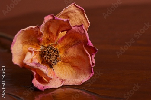 Beautiful background with orange wither rose 