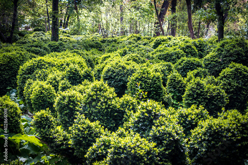 boxwood 