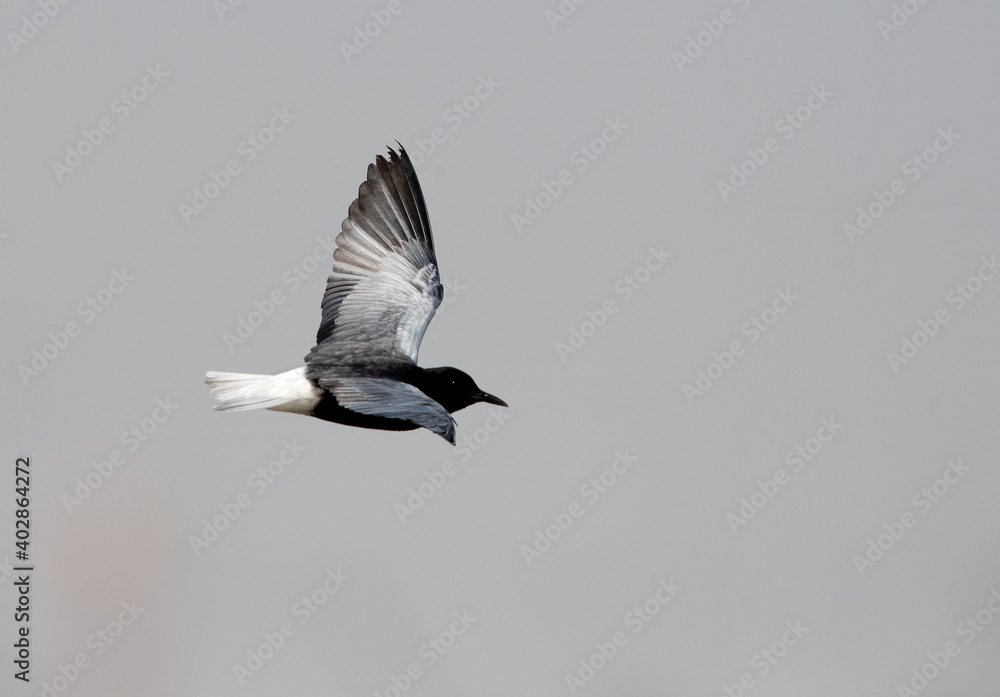 Obraz premium White-winged tern flying at Asker marsh, Bahrain