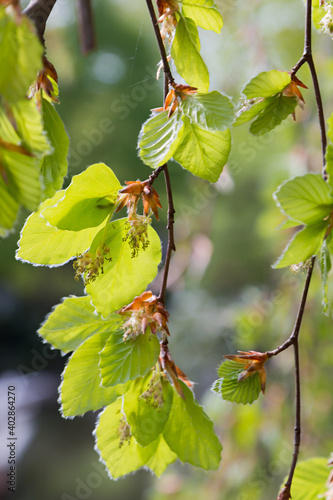 closeup of budding green beech leaves, blurry background photo